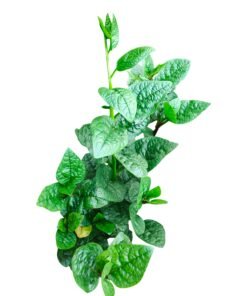 Mồng tơi hữu cơ