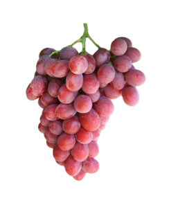Nho đỏ Mỹ