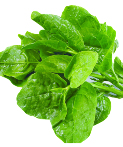 Mồng tơi hữu cơ